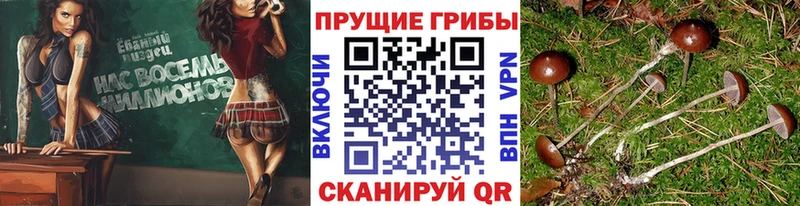 даркнет клад  Усть-Джегута  Галлюциногенные грибы Psilocybe  мега ONION 