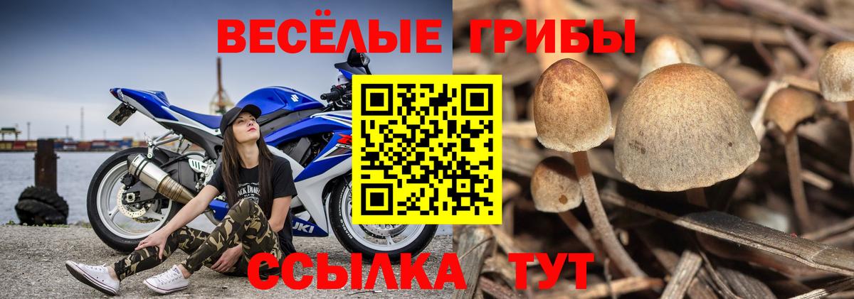 Псилоцибиновые грибы мицелий  Псилоцибиновые грибы GOLDEN TEACHER  Усть-Джегута  цены   Вход с VPN 